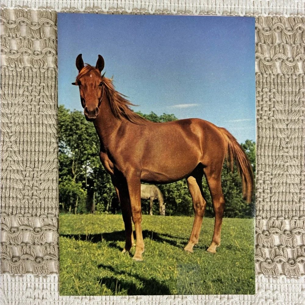 Vintage Horse-Themed Postcard Set of‎ 6